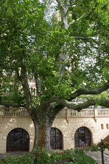 Fototapeta na wymiar Riesige Platane im Schweriner Schlossgarten