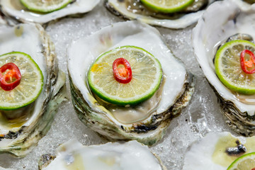 scallop shell on ice