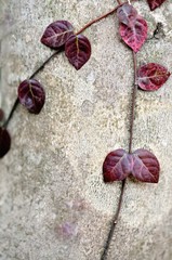樹皮をはう蔓と赤い葉