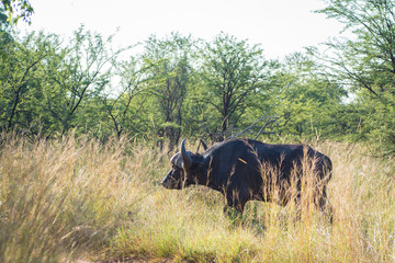 Naklejka na ściany i meble Elusive, massive cape buffalo in South African savannah