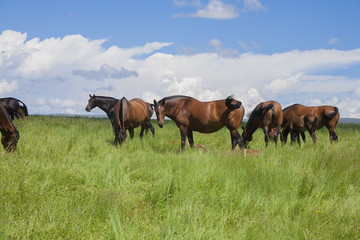 group of horses grazing in prairie