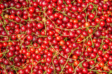 Red currant solid closeup background.