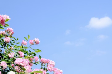 ピンク色のバラ 　青空背景