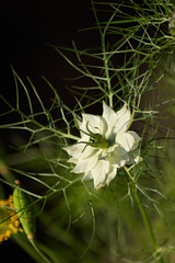 A white Nigella flower with poppy head in the background