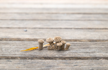 Muchroom grow on wood lath