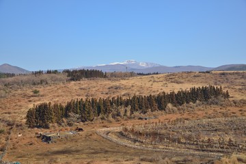 dried brown plants and trees in a row