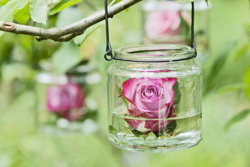 Rose schwimmt im Glass im Garten