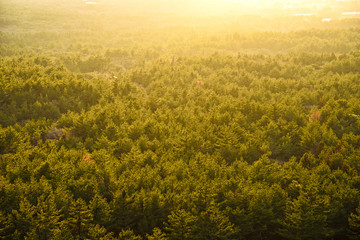 prospect  of Yellow Forest with backlight in Jeju Island