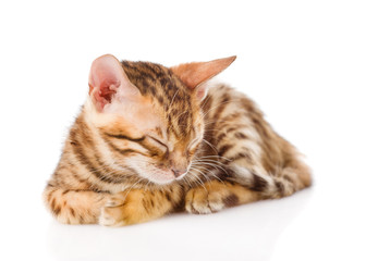 bengal kitten sleeps. isolated on white background