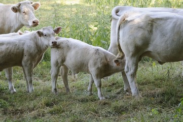 burgundkühe 61