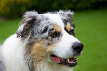 Australian Shepherd - Blue-Merle