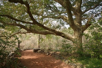 Nutmeg Forest park in Jeju Island, called Bijarim in Korean