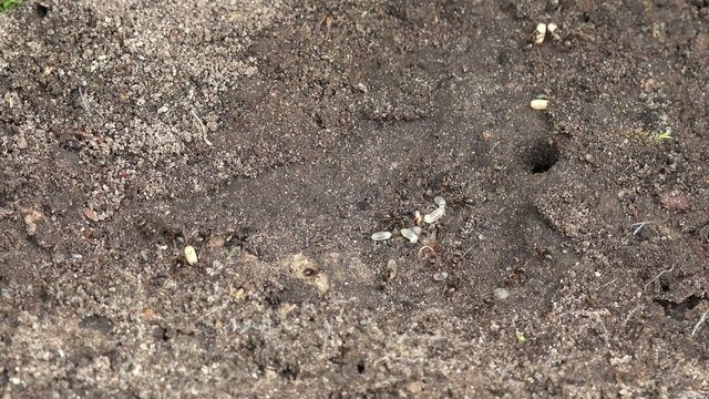 Ants carry the larvae to safety
