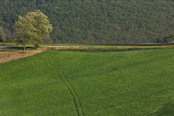 Lone country road flanked by open fields in Tuscany Italy