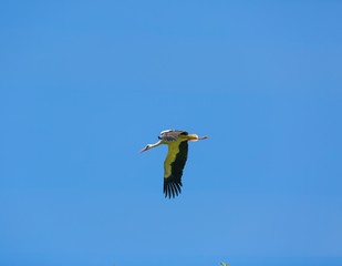 Stork flying on blue sky background
