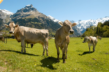 Fototapeta na wymiar Brown cows in the alpine meadow