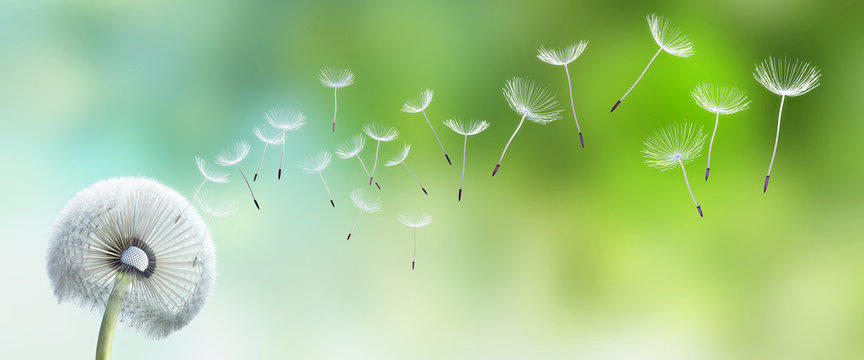 Fototapeta Pusteblume im Garten