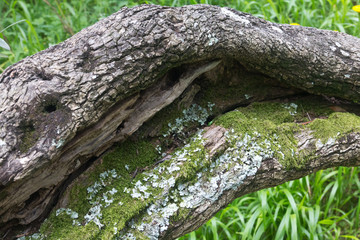 Moss growing on fallen tree