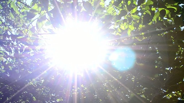 Sun beams come through green cherry tree foliage