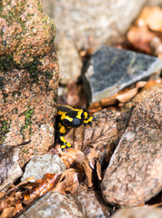 Feuersalamander (Salamandra salamandra terrestris), Portrait zwischen Felsblöcken, Ilsetal,...