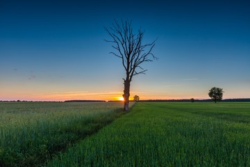 Beautiful young green field and old tree