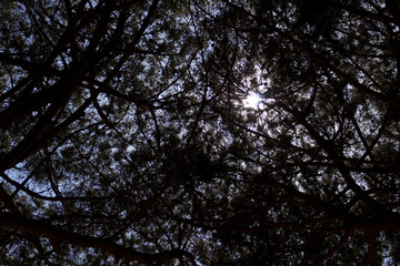 Sun peeking out from the coniferous trees leaves