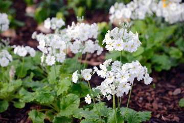 white color full blown flowers in a garden