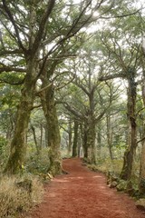 Nutmeg Forest park in Jeju Island, called Bijarim in Korean