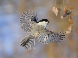 Flying Willow Tit with open wings