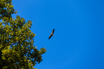 Storch
