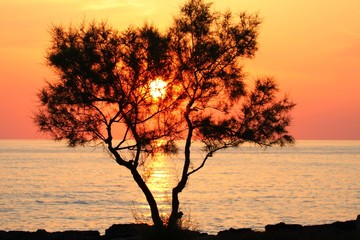 Baum,Mallorca, Sonnenaufgang!