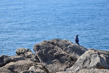 blue little bird on a seaside rocks