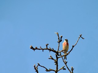 Linnet