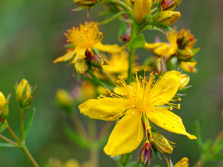 Johanniskrautblüten