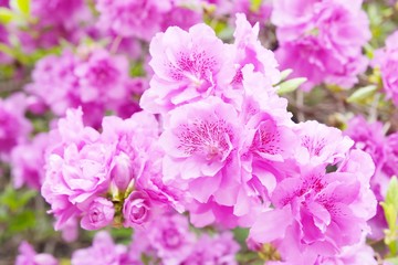 detail of Rhododendron lateritium flowers in full bloom