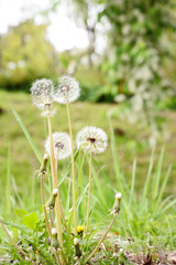 closeup of dandelion blowball in wild field