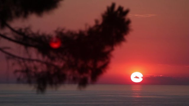 A view of a sunset at sea through tree branches.