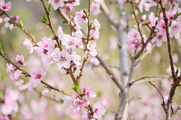 Fototapeta na wymiar Closeup of peach blossom in full bloom