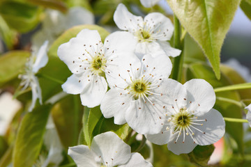 closeup of pear blossoms in full bloom