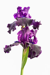 two violet iris flowers isolated on white background