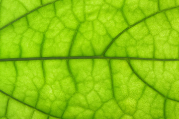 closeup of clerodendrum leaf on back light