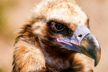 Greifvogel