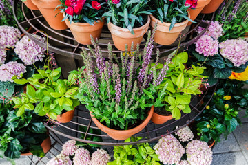 Blumenladen 