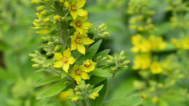 Gilbweiderich, Lysmachia vulgaris, Nahaufnahme der Bl&uuml;te der alten Heil-und F&auml;rberpflanze
