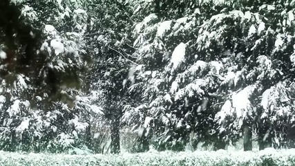 Pine forest in winter 
