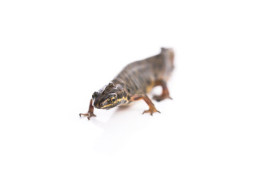 Smooth newt on white background