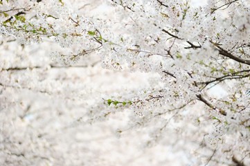 fresh Korean cherry blossoms in full bloom