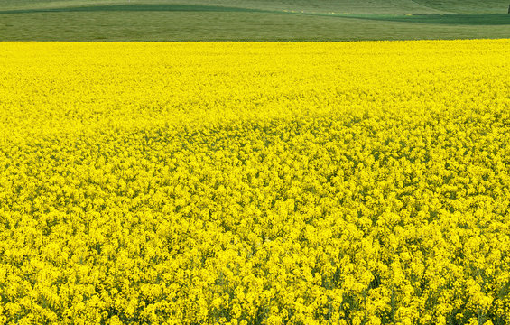 Campo de colza en flor