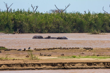 rusizi national reserve in burundi