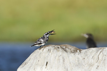 Pied kingfisher bird in Pottuvill, Sri Lanka